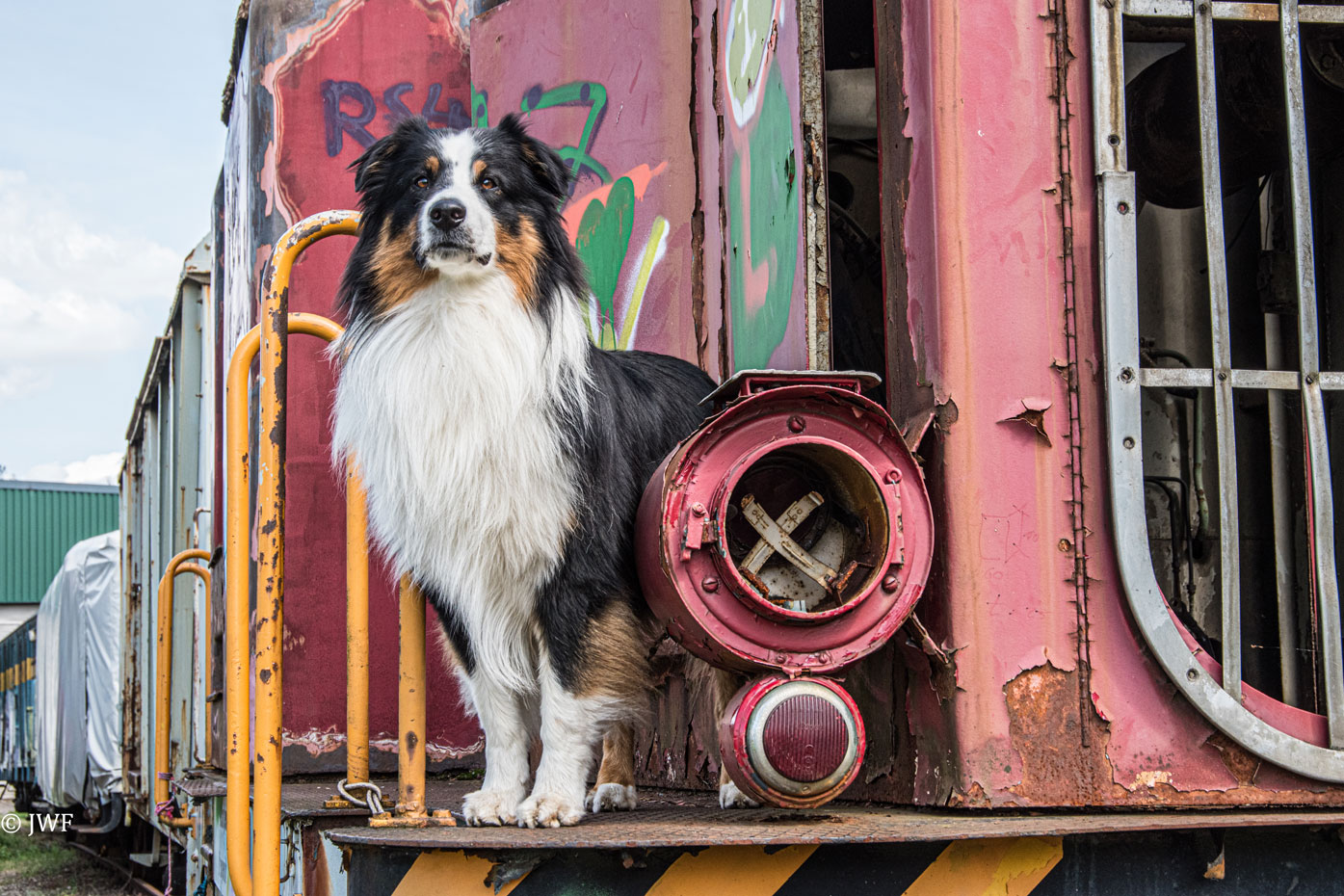 Australian Shepherd Merlin