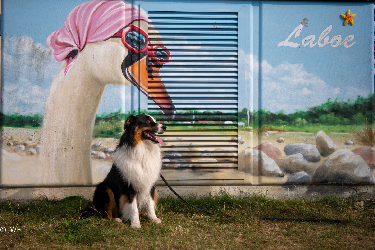 Australian Shepherd Merlin