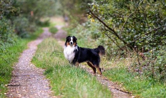 australian shepherd tricolor